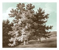 Serene Trees I Fine Art Print