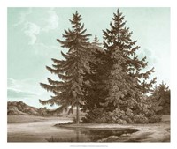 Serene Trees III Fine Art Print