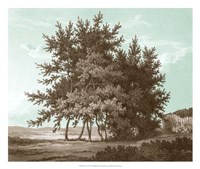 Serene Trees IV Fine Art Print