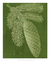 Modern Pine IV Fine Art Print