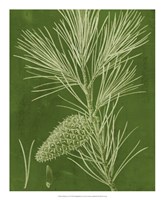 Modern Pine V Fine Art Print