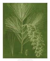 Modern Pine VI Fine Art Print