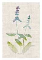 Watercolor Plants IV Fine Art Print