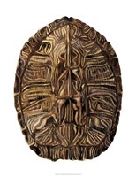 Tortoise Shell Detail II Fine Art Print