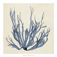 Coastal Seaweed I Framed Print