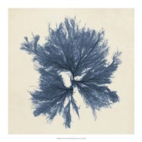 Coastal Seaweed V Fine Art Print