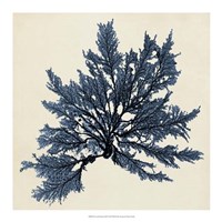 Coastal Seaweed IX Fine Art Print