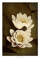 Lily Pad Duo I Fine Art Print