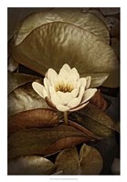Lily Pad Duo II Framed Print