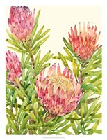 Watercolor Tropical Flowers II Framed Print