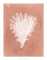 Sealife on Coral II Fine Art Print