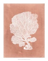 Sealife on Coral VIII Fine Art Print