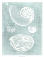 Nautilus on Spa II Fine Art Print