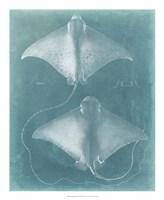 Morning Swim I Framed Print