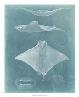 Morning Swim II Framed Print