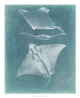 Morning Swim III Framed Print