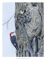 Red Bellied Woodpecker I Fine Art Print