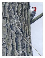 Red Bellied Woodpecker II Fine Art Print
