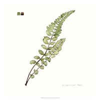 Watercolor Leaf Study I Fine Art Print