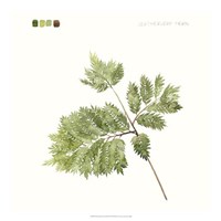 Watercolor Leaf Study II Fine Art Print