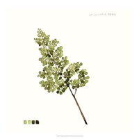 Watercolor Leaf Study III Fine Art Print