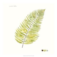 Watercolor Leaf Study IV Fine Art Print