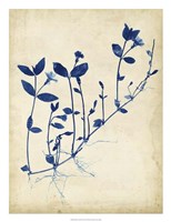 Indigo Leaf Study II Framed Print