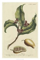 Miller Foliage & Fruit II Framed Print