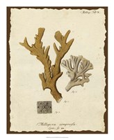 Natura Coral I Fine Art Print