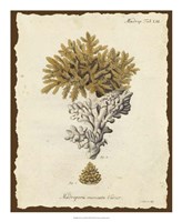 Natura Coral III Fine Art Print