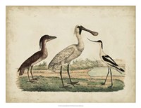Avocet & Boat-Billed Heron Fine Art Print