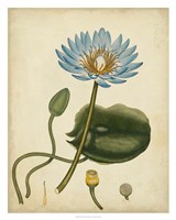 Blue Water Lily Framed Print