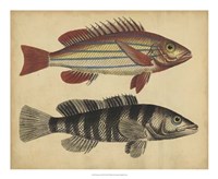 Species of Fish III Fine Art Print