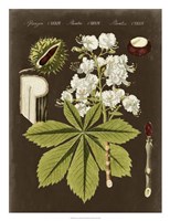 Chestnut on Suede Framed Print