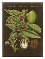 Walnut on Suede Framed Print