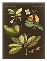 Breadfruit on Suede Fine Art Print