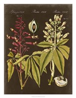 Buckeye on Suede Framed Print