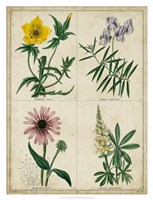 Botanical Grid IV Fine Art Print