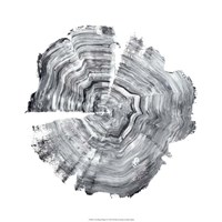 Tree Ring Abstract IV Framed Print