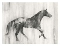 Appaloosa Study I Fine Art Print