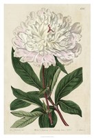 Imperial Floral I Framed Print