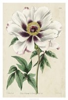 Imperial Floral II Framed Print