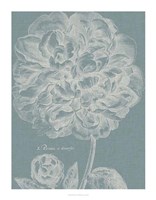 Graceful Peony II Framed Print