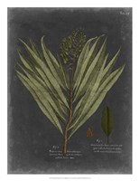 Foliage Dramatique II Framed Print