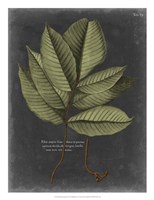 Foliage Dramatique III Framed Print