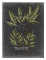 Foliage Dramatique IV Framed Print