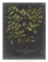 Foliage Dramatique V Framed Print