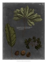 Foliage Dramatique VI Framed Print