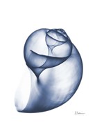 Indigo Water Snail Fine Art Print