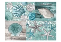 Shell Collage Fine Art Print